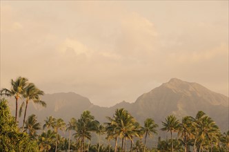 Landscape with palm trees. Photo: Jamie Grill