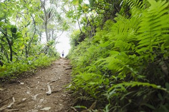 Kalalau Trail, Path in forest. Photo : Jamie Grill
