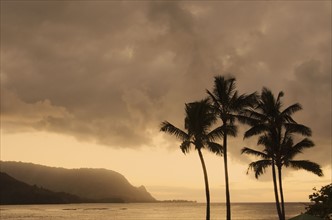 Palm trees at dusk. Photo : Jamie Grill