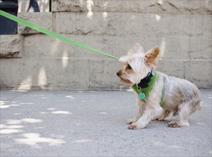 Yorkshire terrier pulling its leash. Photo : Jamie Grill