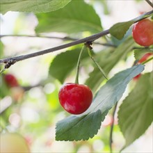 Cherries on cherry tree. Photo: Jamie Grill