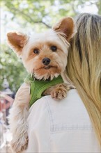 Woman carrying Yorkshire terrier. Photo: Jamie Grill