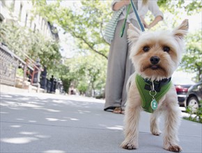 Woman walking with Yorkshire terrier. Photo : Jamie Grill