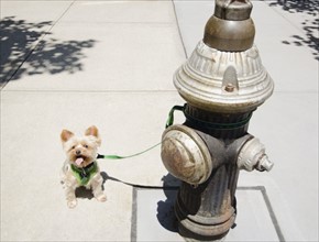 Yorkshire terrier tied to fire hydrant. Photo : Jamie Grill