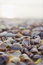 Shells on beach. Photo : Jamie Grill