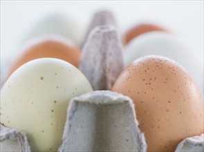 Close-up of eggs in carton. Photo: Daniel Grill