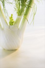Studio Shot of fennel. Photo : Daniel Grill
