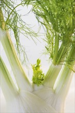 Studio Shot of fennel. Photo: Daniel Grill