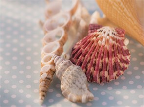 Studio Shot of seashells. Photo: Daniel Grill