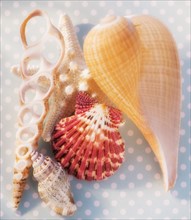 Composition of sea shells. Photo : Daniel Grill