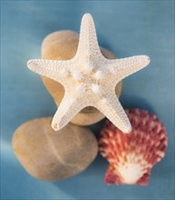 Composition of dry starfish, sea shell and pebble on blue background. Photo: Daniel Grill