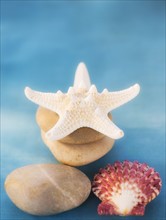Composition of dry starfish, sea shell and pebble on blue background. Photo : Daniel Grill