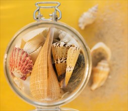 Composition of sea shells in glass jar on yellow background. Photo : Daniel Grill
