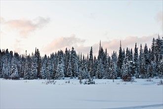 Evergreen trees in snowy, winter scene. Photo: Mike Kemp