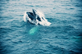 Whale in Atlantic Ocean. Photo : Henryk Sadura