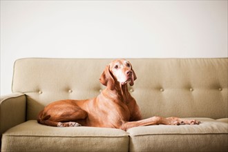 Dog on couch. Photo : Jessica Peterson