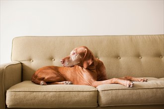 Dog laying on couch. Photo : Jessica Peterson