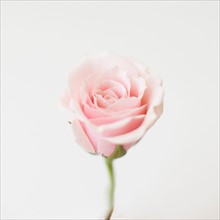 Studio shot of pink rose. Photo : Jessica Peterson