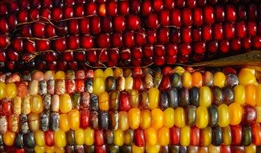 Seasonal indian corn.