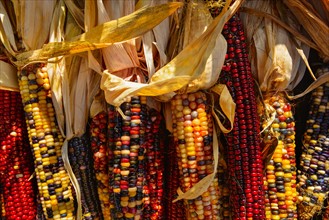 Seasonal indian corn.