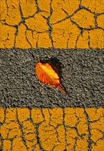 Fallen leaf on asphalt.