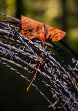 Leaf trapped in barbed wire. Catawba County, North Carolina.
