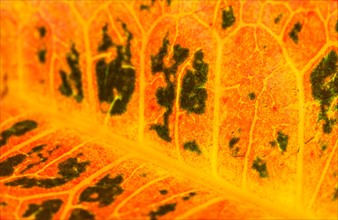 Detail of leaf.