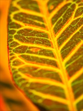 Detail of leaf.