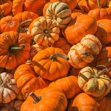 Heap of pumpkins.