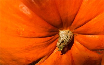 Detail of pumpkin.