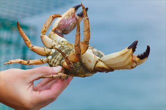Hand holding peekytoe crab. Portland, Maine.