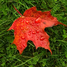 Wet autumn leaf on grass.
