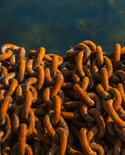 Rusty chains in harbor.