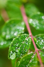 Close-up of droplets on leaf.