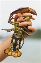Man holding lobster. Portland, Maine.