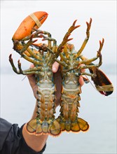 Man holding lobsters. Portland, Maine.