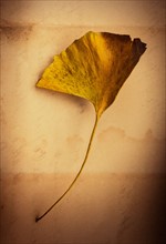 Dry ginkgo leaf.