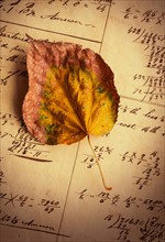 Dry leaf on antique notebook with numbers.