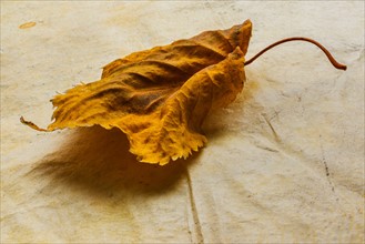 Studio shot of dry leaf.