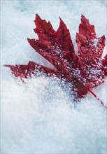 Studio shot of red maple leaf on artificial snow