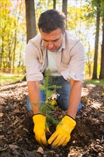Man planting evergreen tree