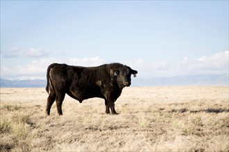 Bull standing in field