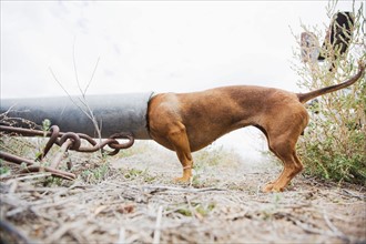 Dog with head in pipe