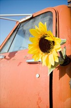 Sunflower in gas tank of old truck