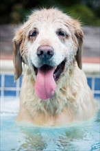 Dog sitting in swimming pool