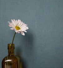 Studio shot of single daisy flower in vase on blue background