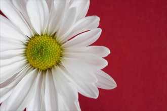 Close-up view of daisy flower head on red background