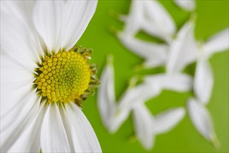Close-up view of daisy flower head on green background