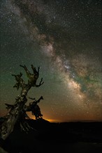 Milky Way and old tree at night