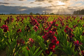 Iris growing on field at sunset
